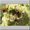 Graphosoma lineatum - Streifenwanze 07.jpg